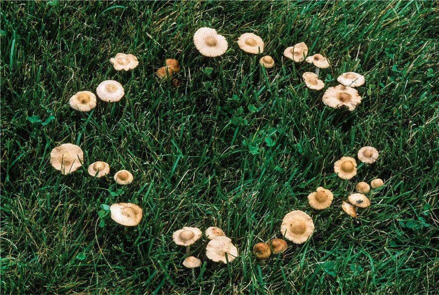 Mushrooms in Mythology: Fungi Folklore from Around the Globe