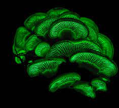 Glow in the Dark: The Science Behind Bioluminescent Mushrooms